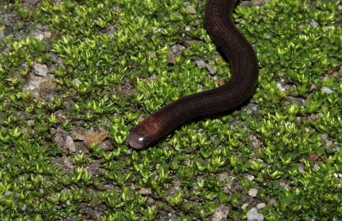 Caracas Blindsnake