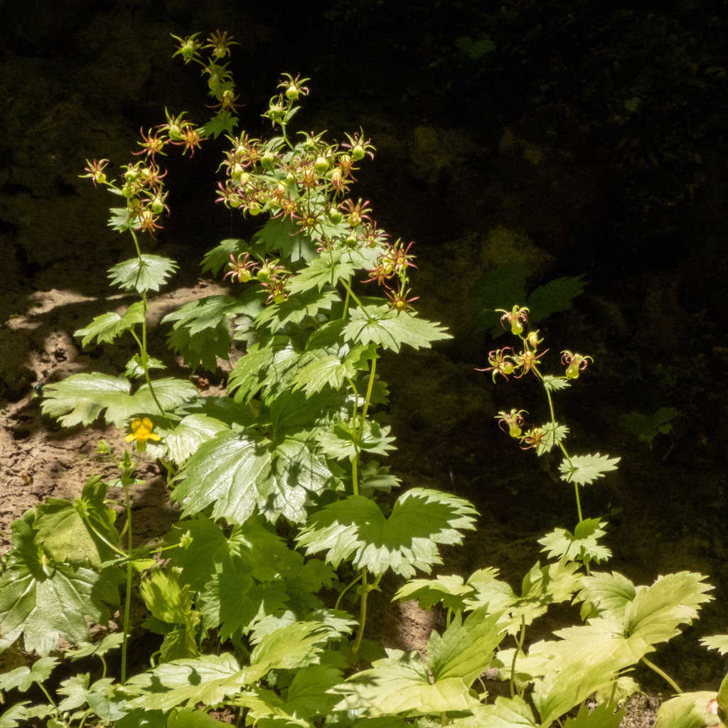 Oregon Bolandra in June 2023 by Jeff Ward · iNaturalist