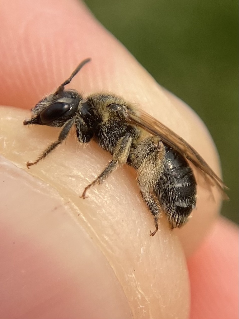 Goatsbeard Miner Bee