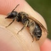 Goatsbeard Miner Bee - Photo (c) Max McCarthy, some rights reserved (CC BY-NC), uploaded by Max McCarthy