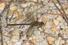 Phanogomphus hodgesi