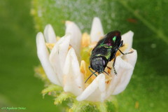 Bilyaxia concinna