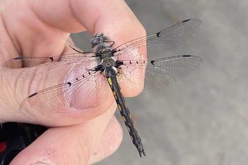 Dot-winged Baskettail photo 6