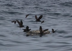 Hydrobates microsoma