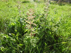 Urtica dioica