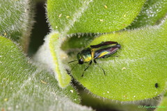 Bilyaxia concinna
