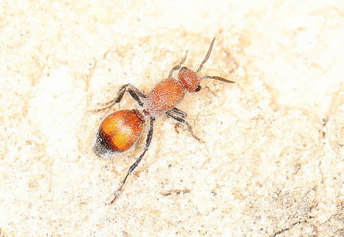 Dasymutilla vesta photo 6