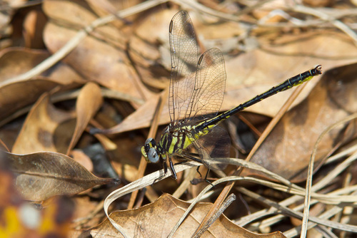 Phanogomphus hodgesi (Needham, 1950)