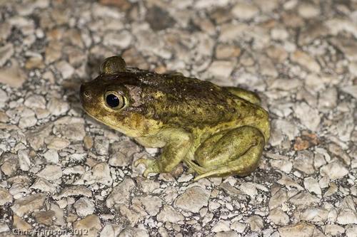Hurter's Spadefoot