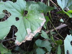 Acidia cognata