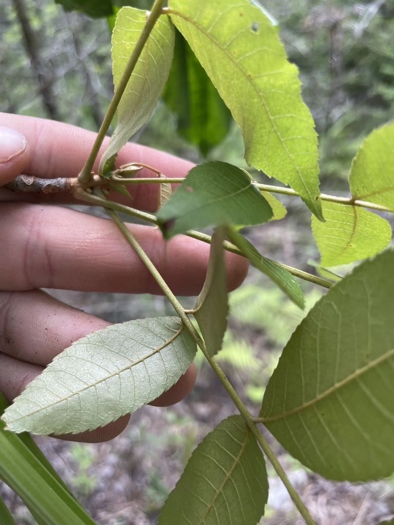 nutmeg hickory in June 2023 by John Kees · iNaturalist