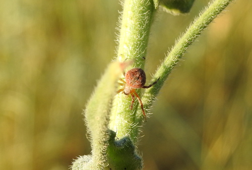 Common Hairy Field Spider, Stațiunea Zoologică Marină Agigea, România, photo 9 of 10