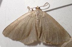 Macaria argillacearia