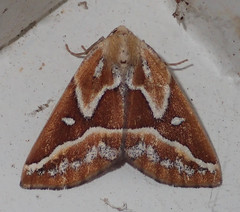 Caripeta angustiorata