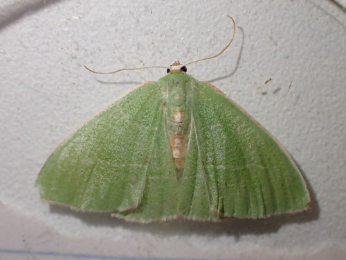 Red-fronted Emerald photo 4