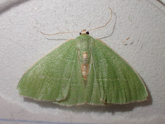 Nemoria rubrifrontaria