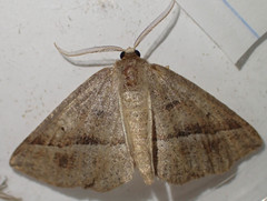 Metarranthis warneri