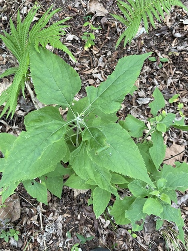 Chapman's sage (Salvia chapmanii)