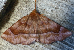 Metarranthis refractaria