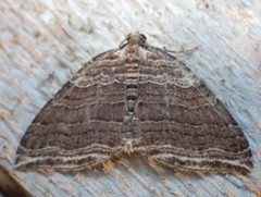 Anticlea multiferata