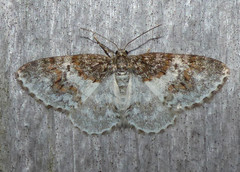 Hydrelia lucata