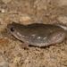 Western Narrow-mouthed Toad - Photo (c) Chris Harrison, some rights reserved (CC BY-NC), uploaded by Chris Harrison