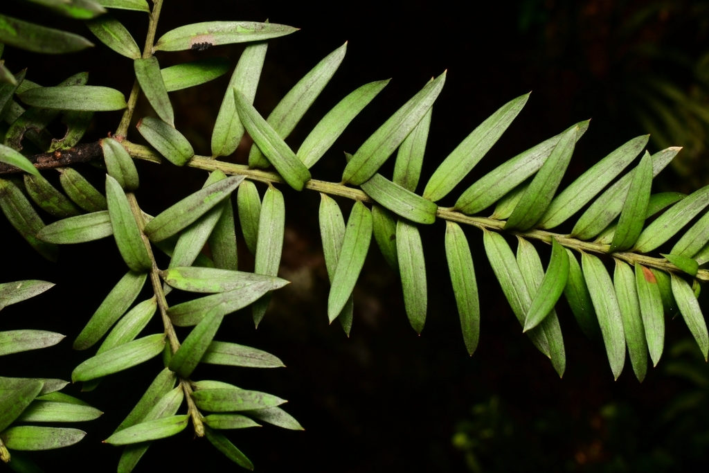 Hall's totara (Podocarpus laetus)  iNaturalist