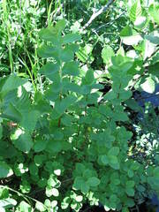 Spiraea septentrionalis