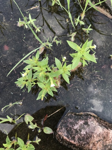Clammy hedge hyssop (Gratiola neglecta)