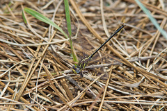 Phanogomphus hodgesi