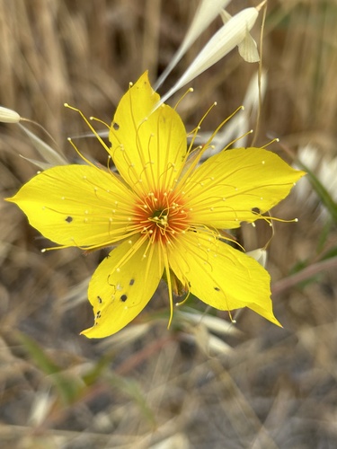 Sierra blazingstar (Mentzelia crocea)