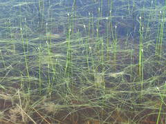 Schoenoplectus subterminalis