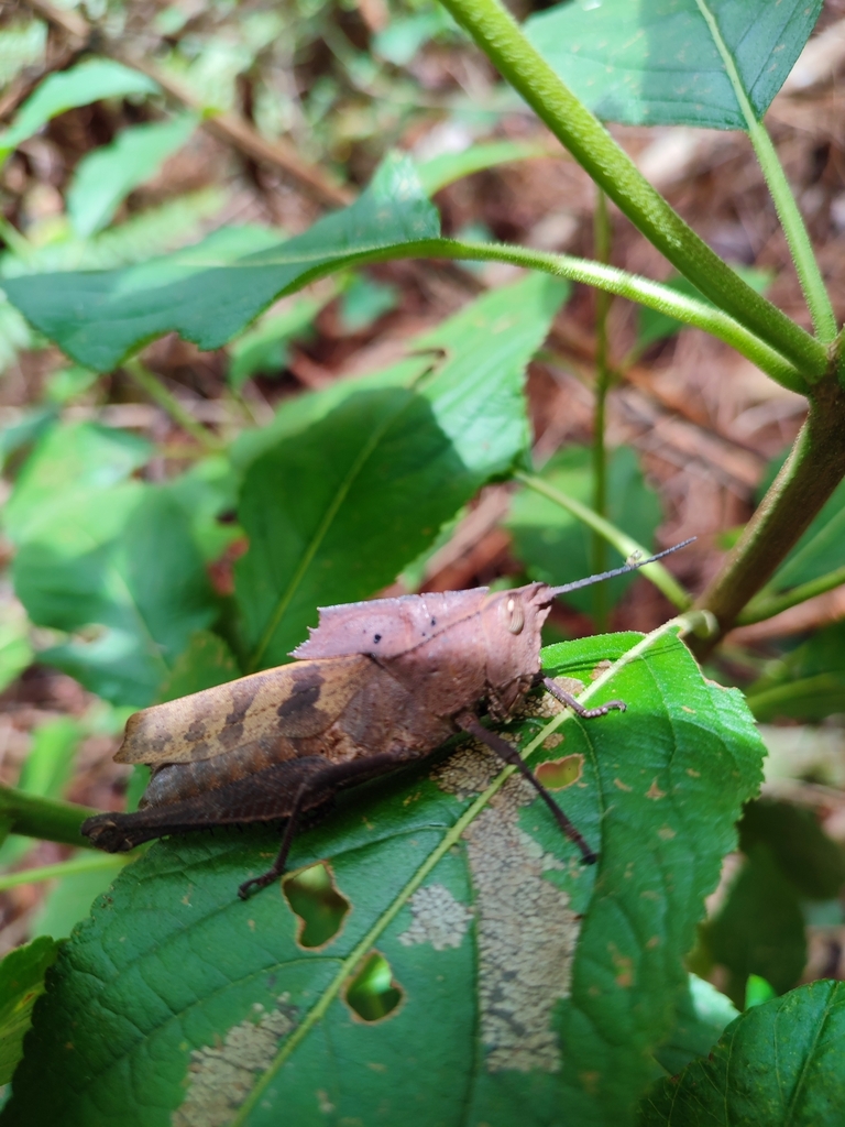 Colpolopha sinuata