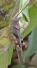 Trimerotropis modesta