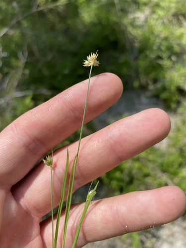 Ringseed rush (Juncus filipendulus)