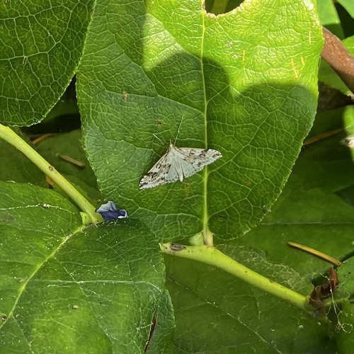 Washington Udea Moth photo 3