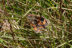 Argyrophenga antipodum