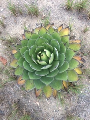 Agave chiapensis
