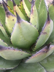Agave chiapensis