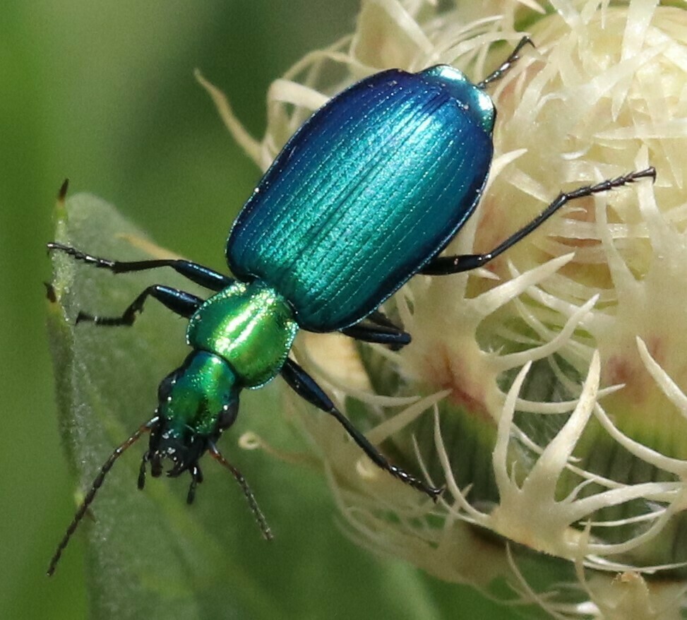 Philophuga viridicollis