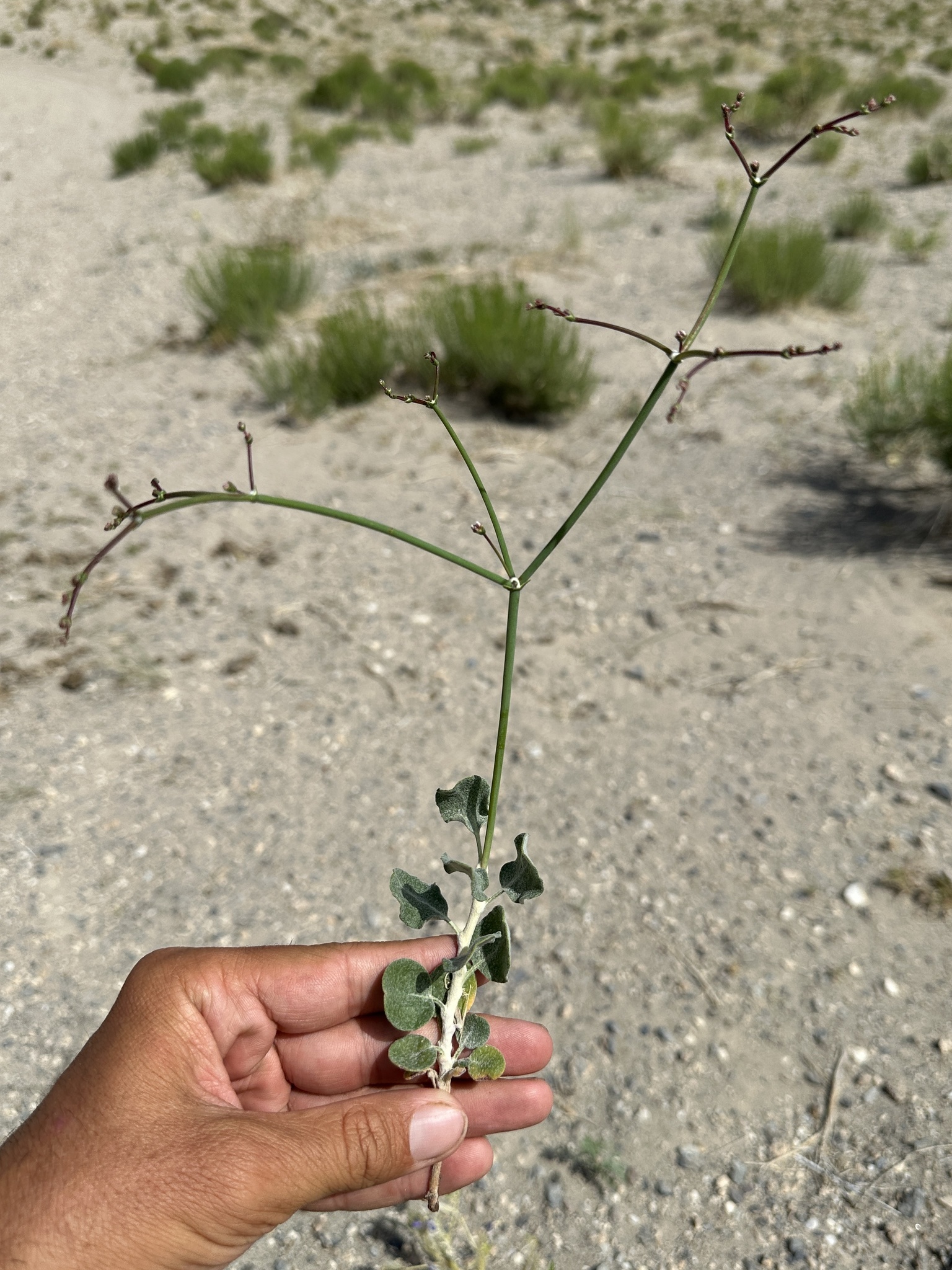 Eriogonum ammophilum