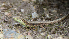 Iberolacerta monticola