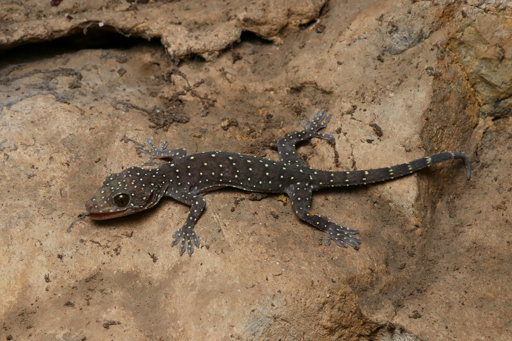 Starry Tokay Gecko