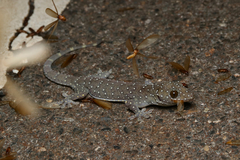 Starry Tokay Gecko photo 3
