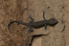 Starry Tokay Gecko photo 2