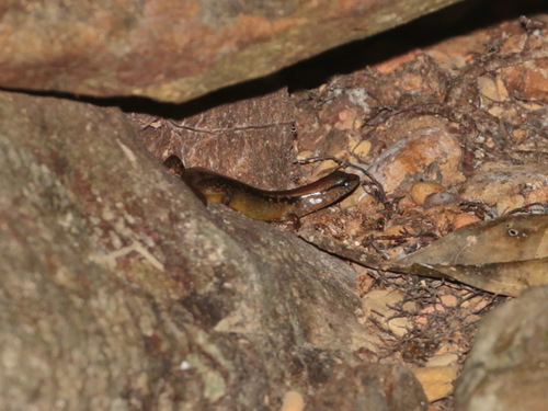 Grandison’s Forest Skink