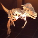 Pachycephalosaurus wyomingensis - Photo (c) PePeEfe, some rights reserved (CC BY-SA)