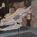 Pachycephalosaurus - Photo (c) Georg.Frch,  זכויות יוצרים חלקיות (CC BY-SA)