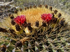 Ferocactus diguetii