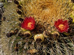 Ferocactus diguetii